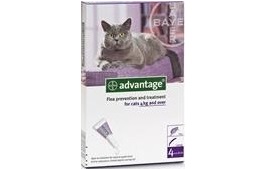 Advantage Cat