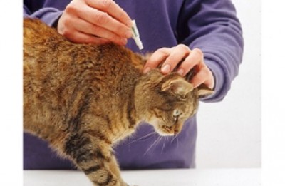 Cat Flea And Wormers